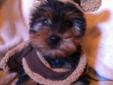 Teacup Yorkie Puppy - only 1 left!!