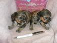 Tiny Shih poo Puppies