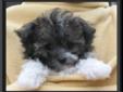 TINY TOY PARTI POODLE PUPPIES
