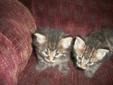 Two beautiful male kittens