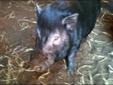 Wanted: 3 male potbellied pigs!