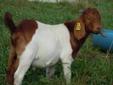Wanted: Boer Goats for Sale