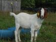 Wanted: Boer Goats for Sale