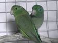 Wanted: Looking for Rare Parrotlets