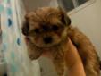Wanted: Morkie Puppies for sale