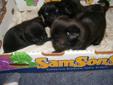 xmas black puppie pugs