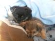 Yorkie/Pomeranian/Shih tzu Puppies