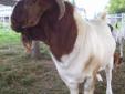 Young Boer goat bucks