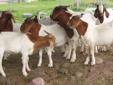 Young Boer goat bucks