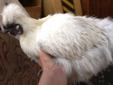 Young Hens/roosters/Silkie Hen